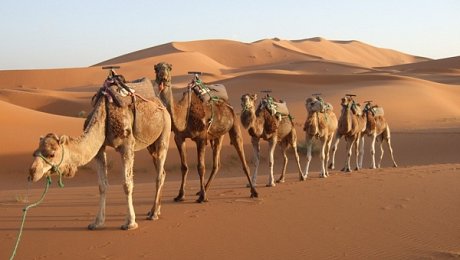 Morocco Sahara Desert tours - camel-trekking Great Southern Sahara
